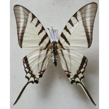 Graphium agesilaus Guerin & Percheron, 1835 Peru 62mm97